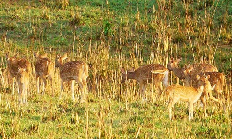 Chilla Wildlife Sanctuary near Haridwar Hotel near Chilla Wildlife Sanctuary with lush greenery near Haridwar Hotel Crystal Ganga Heights